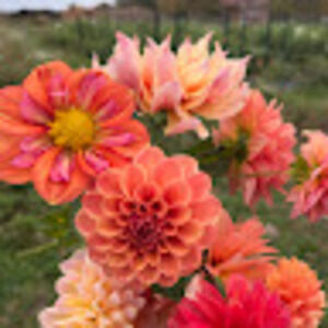 Meet your Posher, Julia